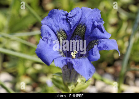 Gentiana angustifolia, Genziana Foto Stock