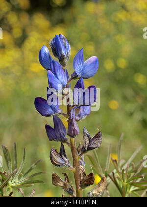 Lupinus angustifolius, lupino Narrowleaf Foto Stock