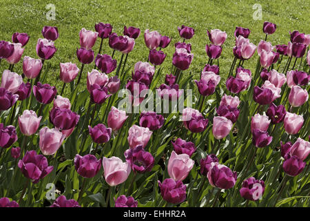 Trionfo tulip Negrita Foto Stock