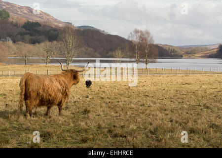 Highland mucca guarda verso Loch Achray - un piccolo lago di acqua dolce nel Trossachs, Stirlingshire, Scotland, Regno Unito Foto Stock