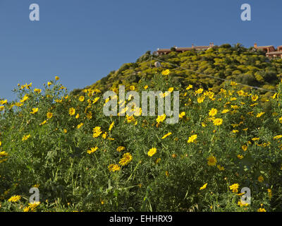 Chrysanthemum coronarium, crisantemo commestibile Foto Stock