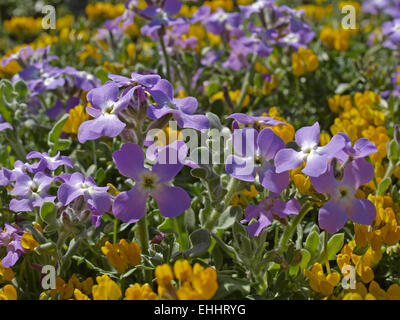 Matthiola tricuspidata, tre-cornuto Stock Foto Stock