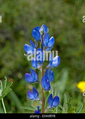 Lupinus angustifolius, lupino azzurro Foto Stock