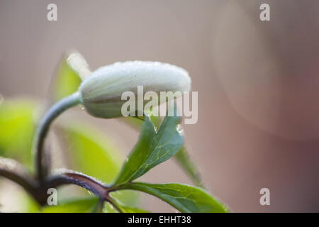 Legno (anemone Anemone nemorosa ,) Foto Stock