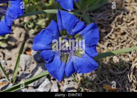 Gentiana acaulis, Gentiana kochiana, Genziana Foto Stock