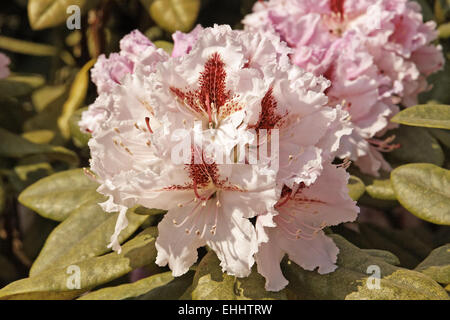 Rhododenron fiorisce in primavera, Germania Foto Stock