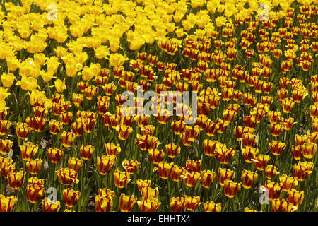 Trionfo tulip Helmar (sul lato destro) Foto Stock