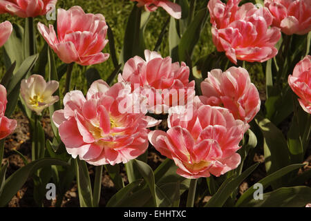 Tulip Foxtrot, doppia inizio tulip Foto Stock