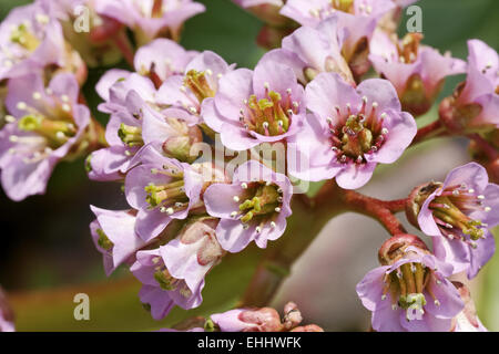 Bergenia crassifolia, Heartleaf bergenia Foto Stock