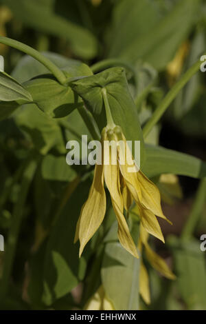 Uvularia grandiflora, Grandi Bellwort fiorito Foto Stock