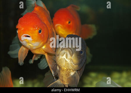 Testa leone goldfish Foto Stock