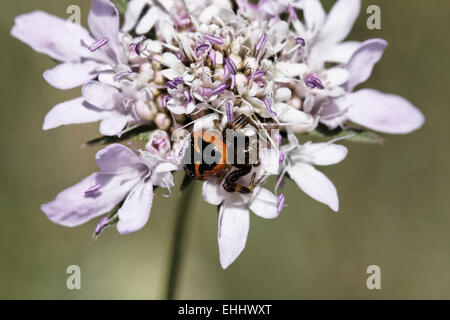 Synema globosum, ragno granchio (maschio) Foto Stock