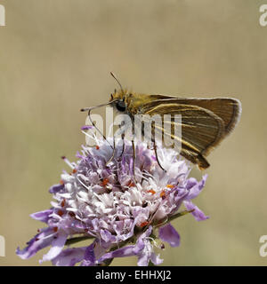 Thymelicus sylvestris, skipper di piccole dimensioni Foto Stock