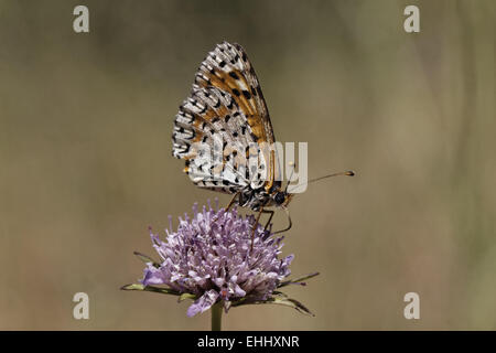 Melitaea didyma, rosso-band Fritillary (femmina) Foto Stock