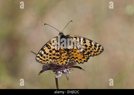 Melitaea didyma, rosso-band Fritillary (femmina) Foto Stock