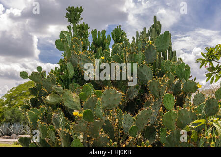 Giallo ficodindia cactus - giardino costarica Foto Stock