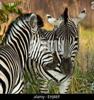 Zebre(Equus quagga) nel Askania-Nova,l'Europa,Ucraina, Regione di Kherson,square Foto Stock