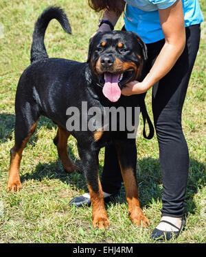 Rottweiler cane con il suo proprietario Foto Stock