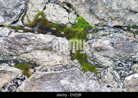 Vloseup di un vecchio muro con moss Foto Stock