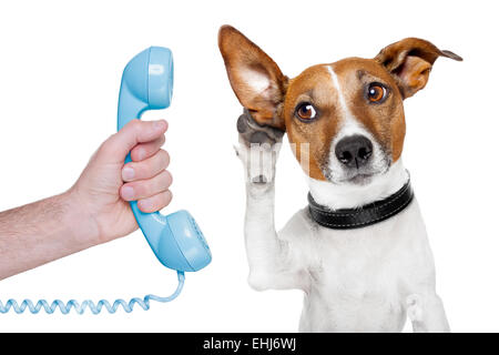 Cane sul telefono mano maschio Foto Stock