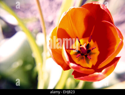 Close up di un open di rosso e di giallo Tulip nella primavera del tempo. Foto Stock