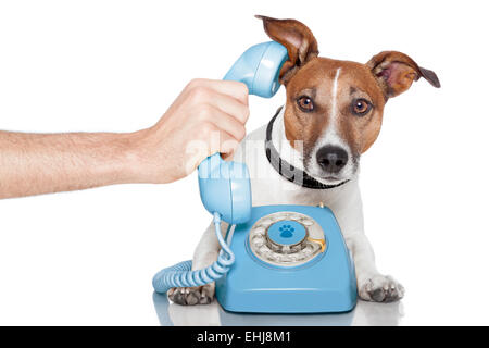 Cane al telefono con mano maschio Foto Stock