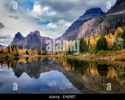 Il lago di riflessione il larice in autunno a colori e le montagne. Parco Nazionale di Yoho, Opabin altopiano, British Columbia, Canada Foto Stock