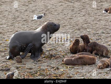 Sud Americana Sea Lion (Otaria flavescens) maschio e cuccioli sulla spiaggia di Punta Norte, Penisola Valdes, Patagonia, Argentina Foto Stock