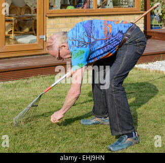 Uomo anziano piegamenti e rastrellando l'erba in un giardino. Foto Stock