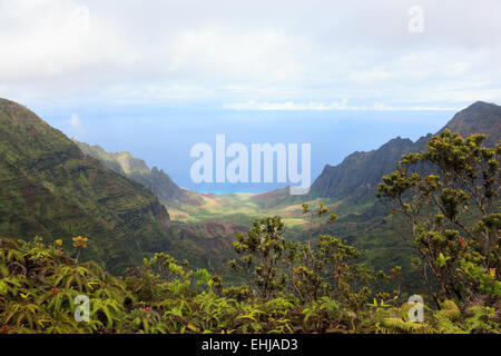 Kokee State Park, Kauai, Hawaii Foto Stock