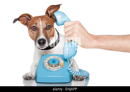 Cane al telefono con mano maschio Foto Stock