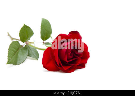 Rosa rossa Foto Stock