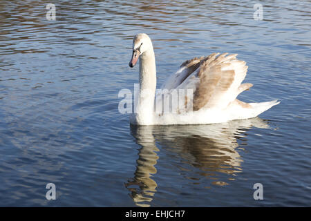 Cigni genere Cygnus in Hyde Park Londra Foto Stock