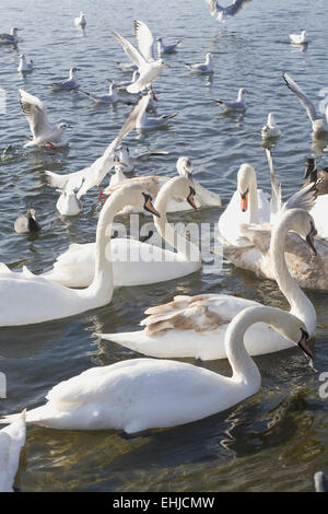 Cigni genere Cygnus in Hyde Park Londra Foto Stock