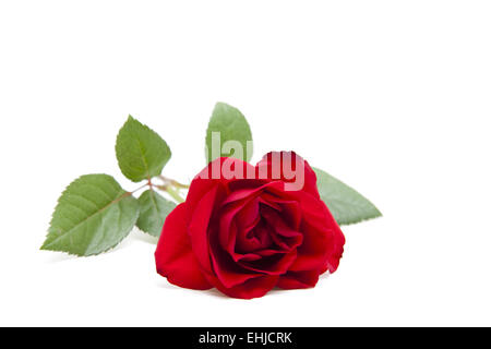 Rosa rossa Foto Stock