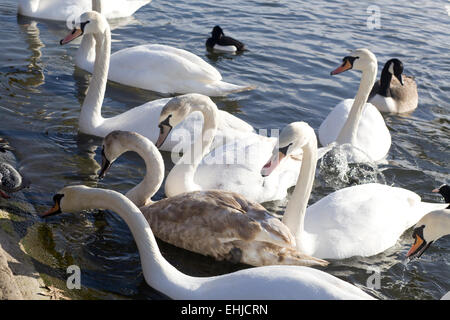 Cigni genere Cygnus in Hyde Park Londra Foto Stock