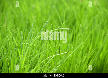 Chiudere l abbondanza di fresco e verde erba cipollina aglio piante che crescono nel giardino Foto Stock