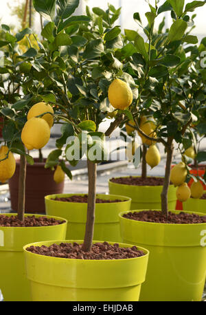 Close up moltissimi piccoli alberi di limone con il verde e il giallo dei frutti che crescono su pentole di giallo. Foto Stock