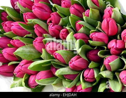 Grandi bouquet di coloratissimi tulipani rosa Foto Stock