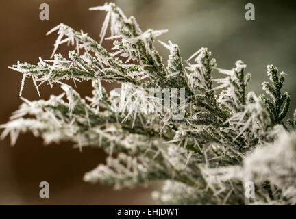 Brina su thuja ramoscello Foto Stock