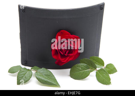 Rosa rossa Foto Stock