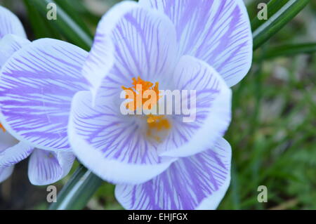 Bellissime macro poco bianco e strisce viola fiore Foto Stock