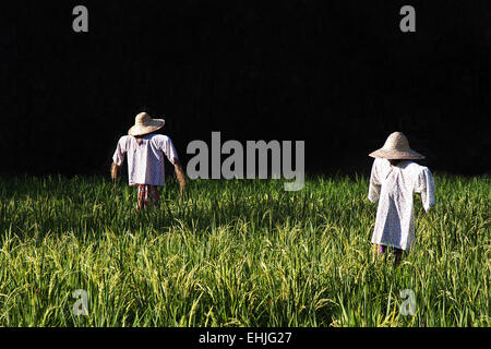 Campo di riso Foto Stock