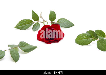 Red Rose con foglie Foto Stock