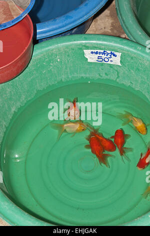 Goldfishes Foto Stock