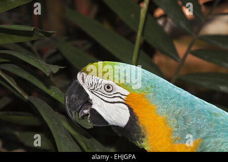 Blu e Oro Macaw Foto Stock