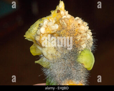 Macro di spore di muffe sul giallo pepe core Foto Stock