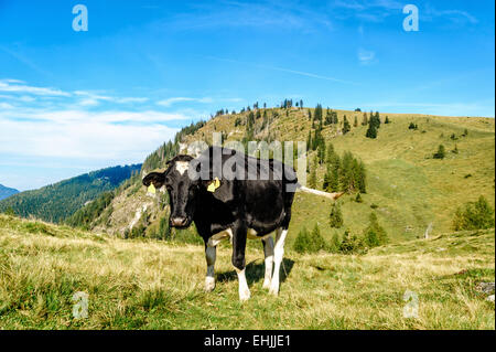 Vacca Holstein al pascolo delle alpi austriache Foto Stock
