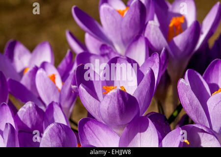 Croci viola Crocus Sieberi Tricolore primavera fiori viola Foto Stock