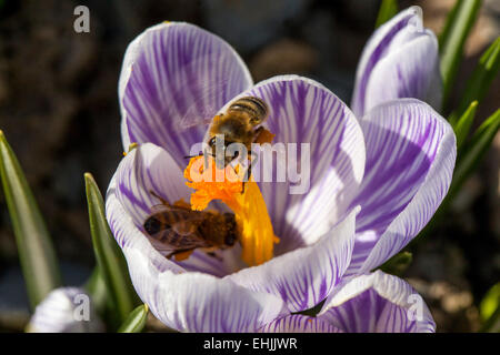 Crocus vernus "Pickwick' in fiore e bee Foto Stock